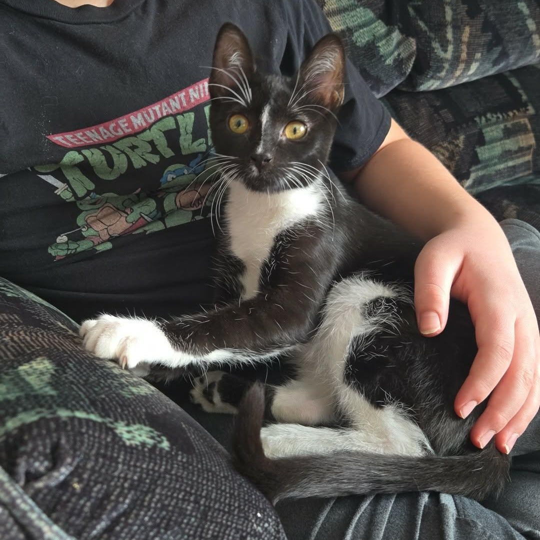 Toulouse, an adoption pending Domestic Short Hair in Winnipeg, MB image 1/6