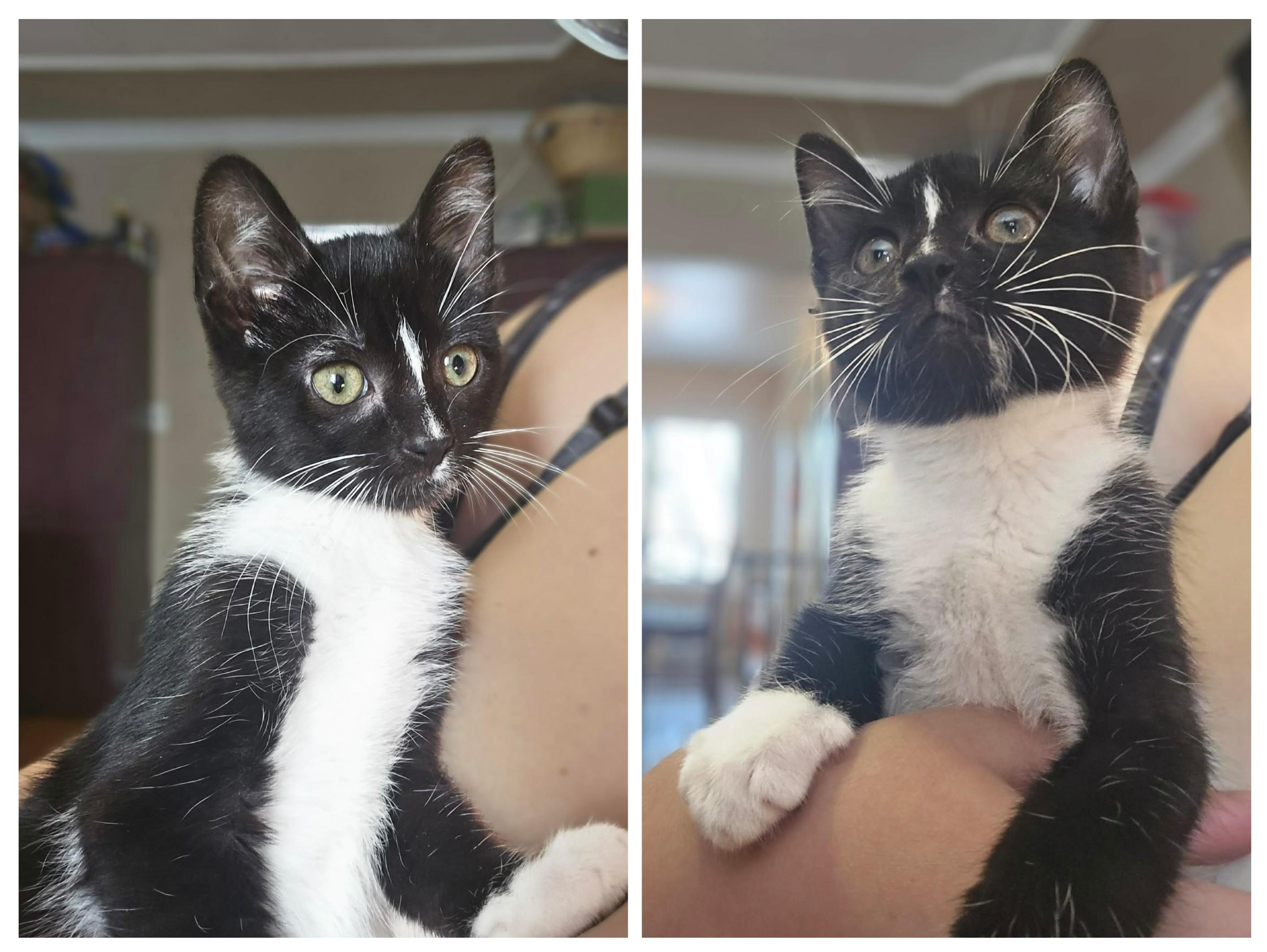 Enlarge Toulouse, a ADOPTABLE Domestic Short Hair in Winnipeg, MB image 4/6