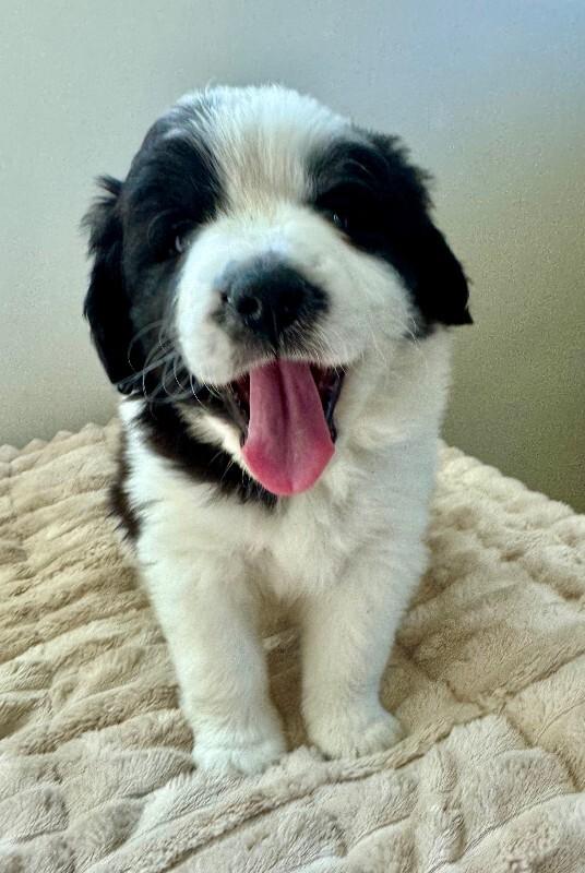Panda, Adoptable, Young Female Saint Bernard & Australian Shepherd.