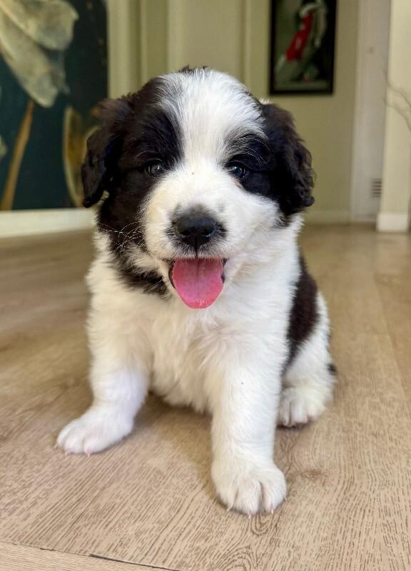 Enlarge Panda, a Adoptable mixed breed in Valley Village, CA image 2/3