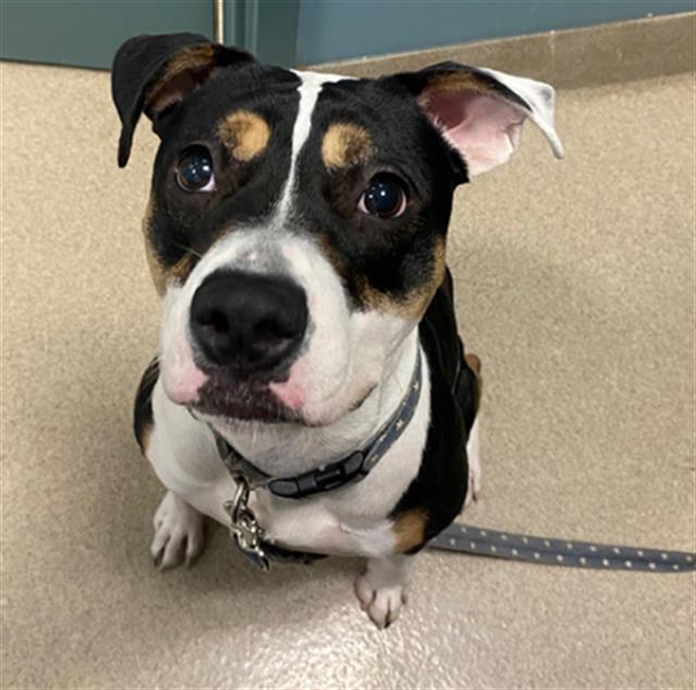 MONA, Adoptable, Adult Female Pit Bull Terrier & Mixed Breed.