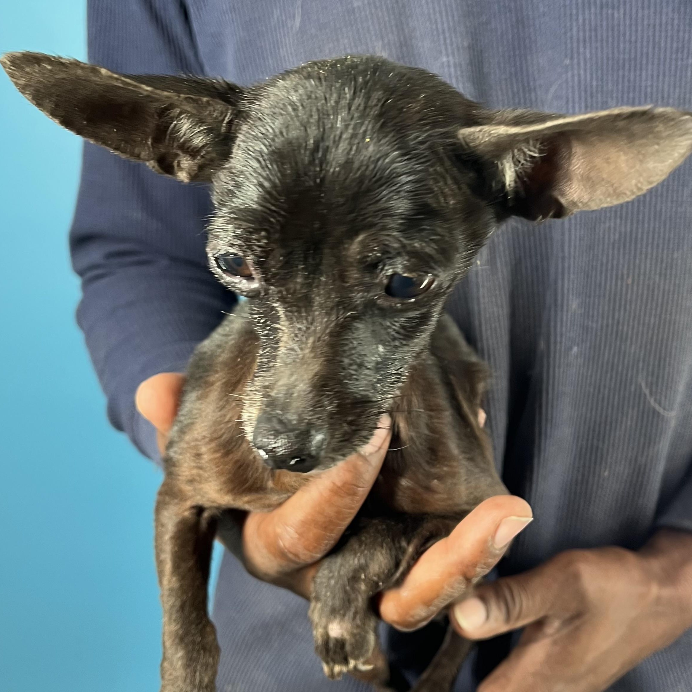 Enlarge Ember - Local February 13-15, an adopted Chihuahua in Happy Valley , OR image 4/4