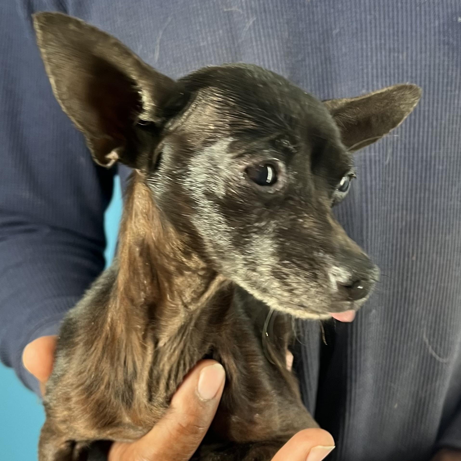 Enlarge Ember - Local February 13-15, an adopted Chihuahua in Happy Valley , OR image 1/4