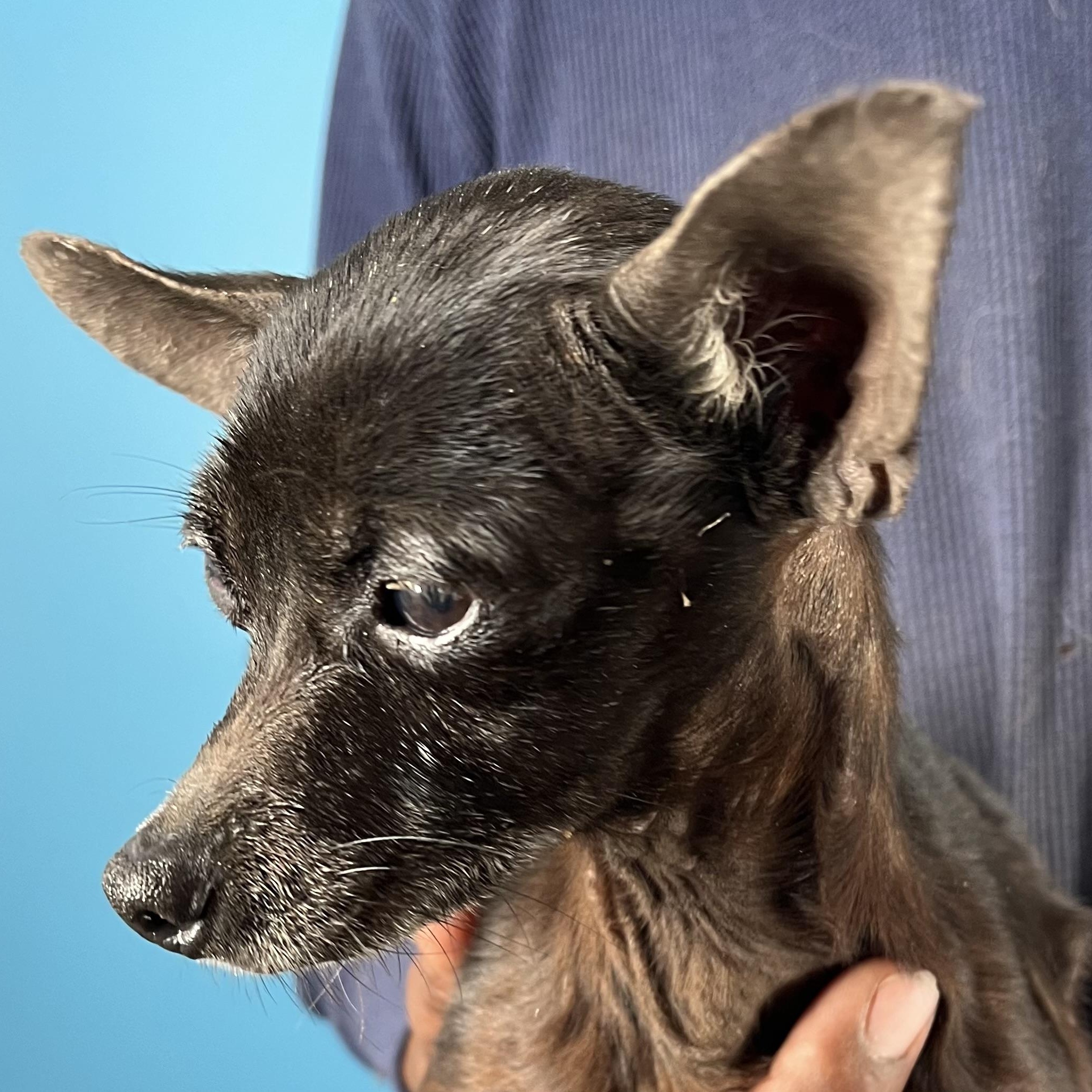 Enlarge Ember - Local February 13-15, an adopted Chihuahua in Happy Valley , OR image 3/4