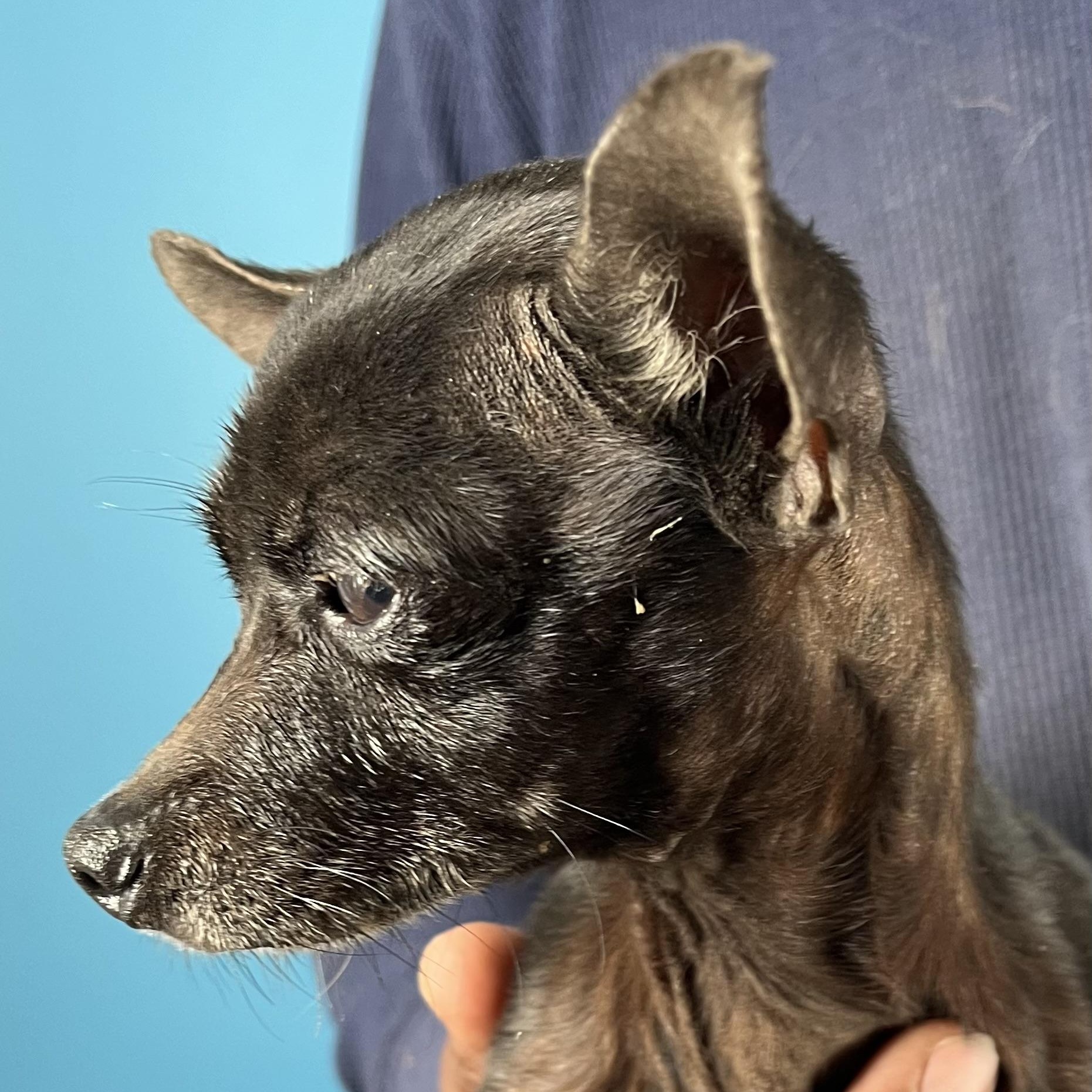 Enlarge Ember - Local February 13-15, an adopted Chihuahua in Happy Valley , OR image 2/4