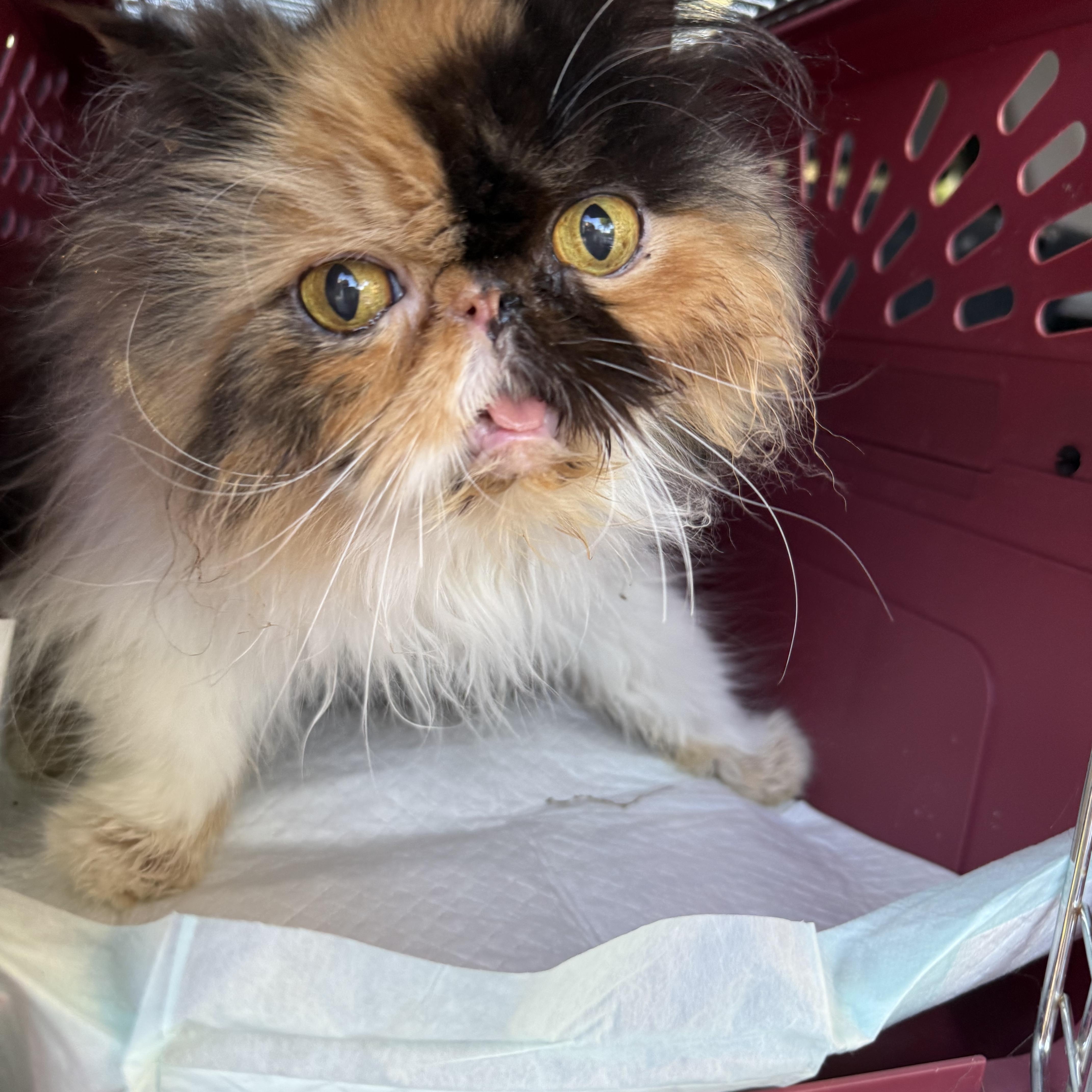 Enlarge Camilla, an adopted Persian in Old Bridge, NJ image 1/1