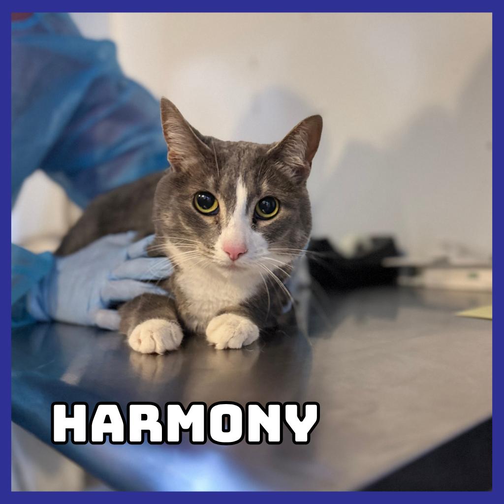 Enlarge Harmony, a Adoptable mixed breed in Glenwood, MN image 1/1