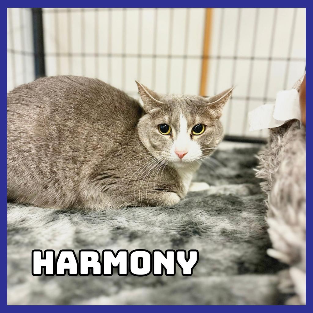 Enlarge Harmony, a Adoptable mixed breed in Glenwood, MN image 2/2