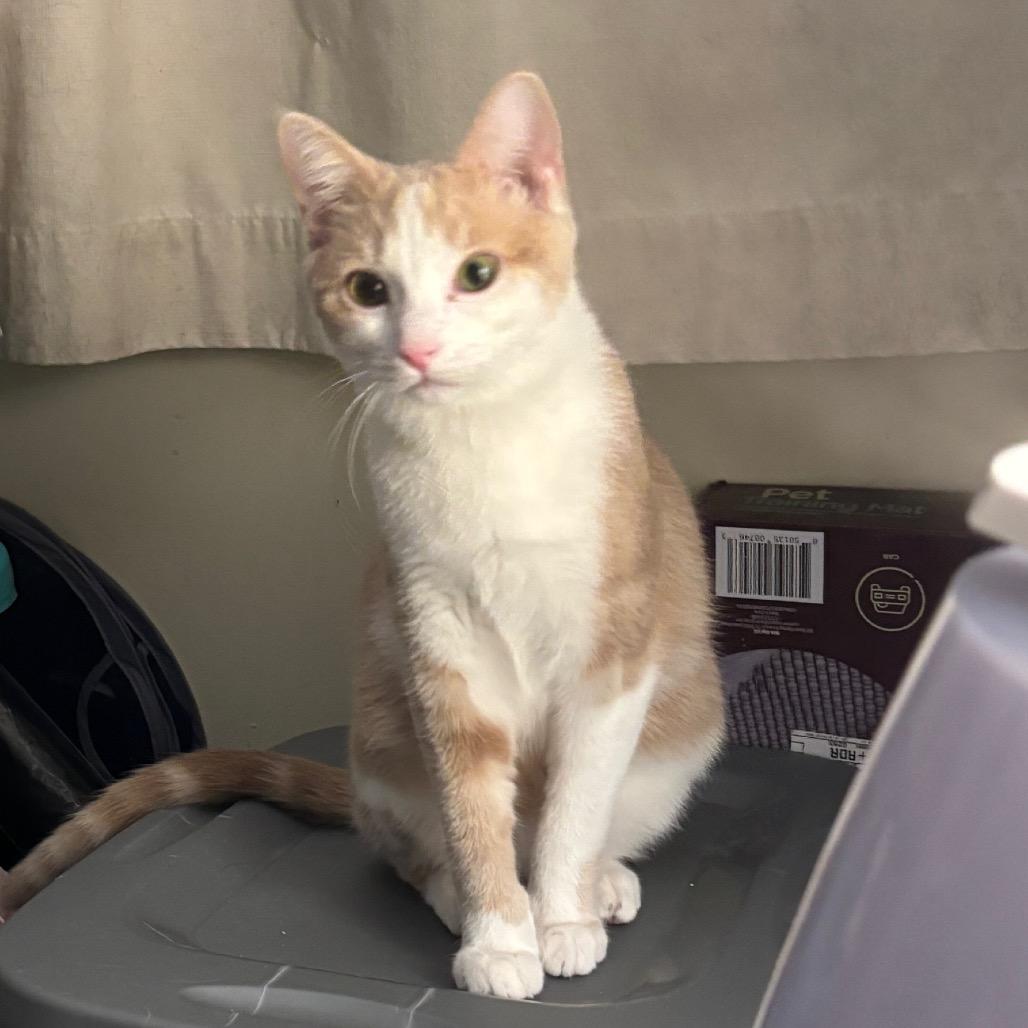 Koz, a Adoptable Domestic Short Hair in Greenfield, IN image 1/5