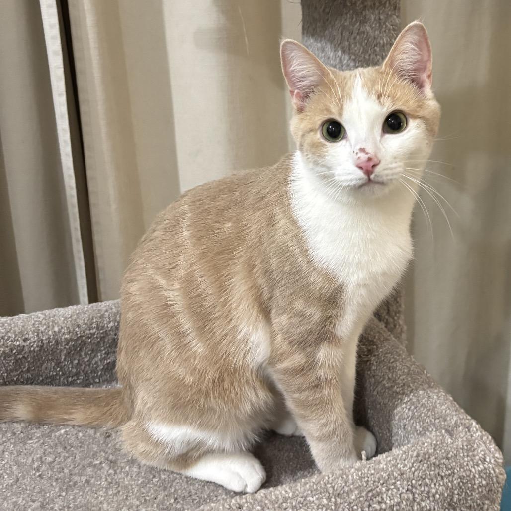 Koz, a Adoptable Domestic Short Hair in Greenfield, IN image 2/5