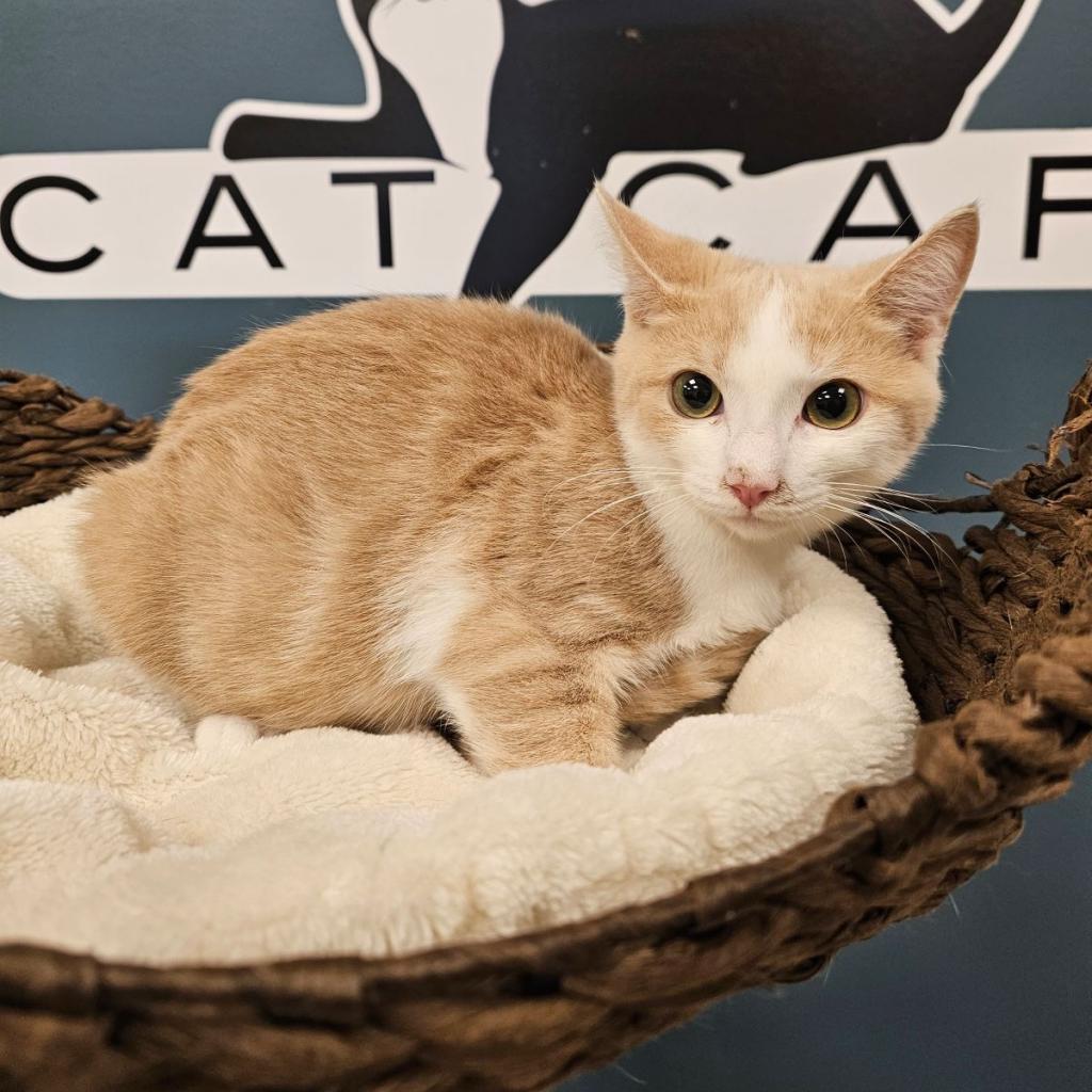 Koz, a Adoptable Domestic Short Hair in Greenfield, IN image 3/5