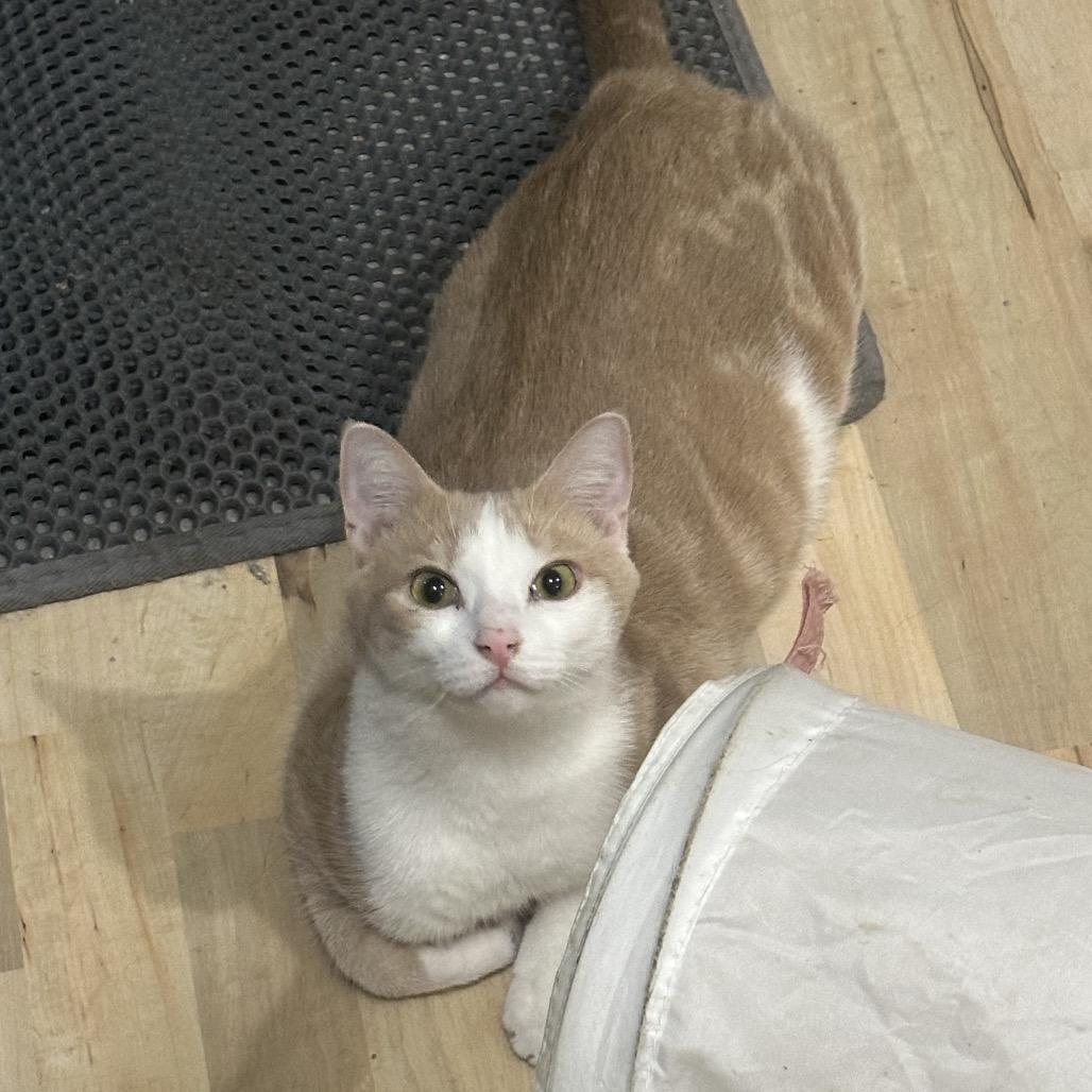 Koz, a Adoptable Domestic Short Hair in Greenfield, IN image 4/5