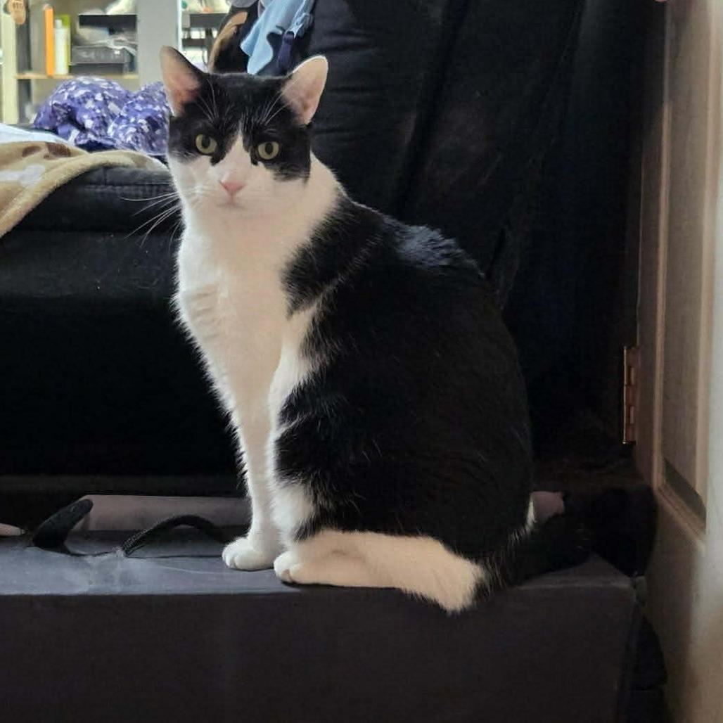 Enlarge Enrique, a Adoptable Domestic Short Hair in Winchester, VA image 2/5