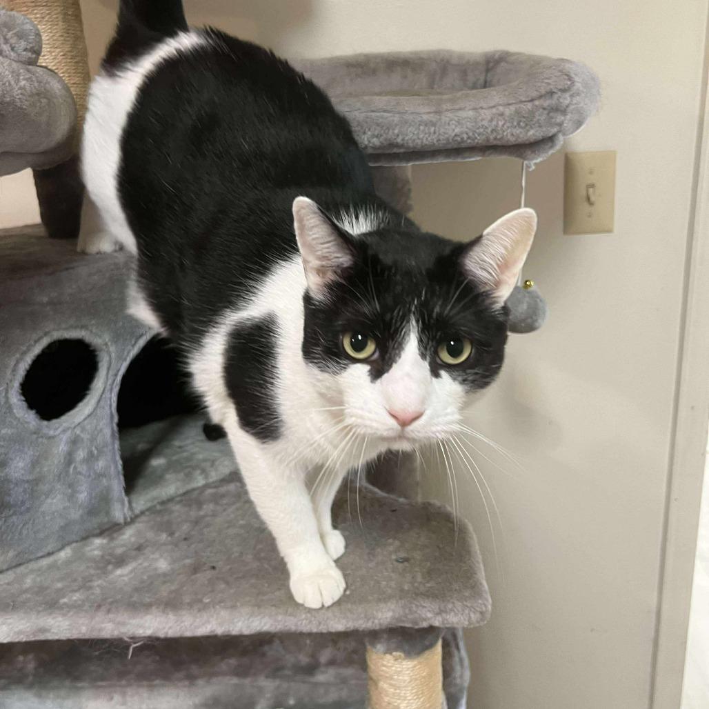 Enrique, a Adoptable Domestic Short Hair image 1/5