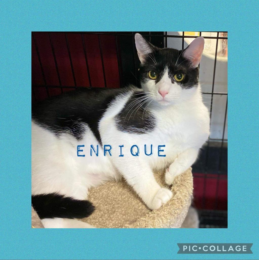 Enlarge Enrique, a Adoptable Domestic Short Hair in Winchester, VA image 3/5