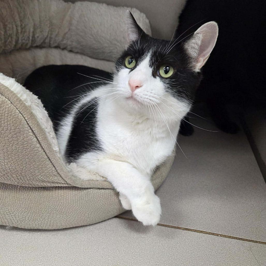 Enrique, a Adoptable Domestic Short Hair image 4/5