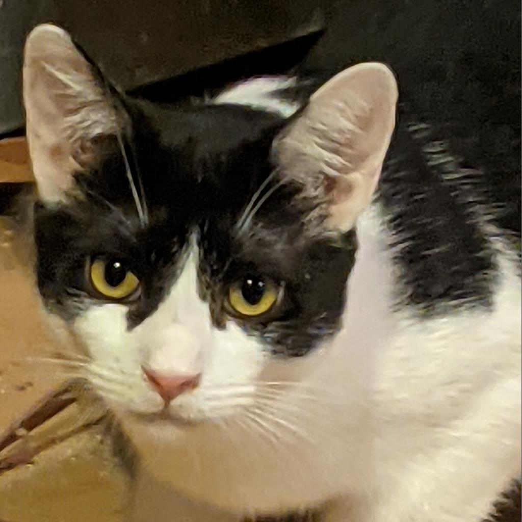 Enrique, a Adoptable Domestic Short Hair image 5/5