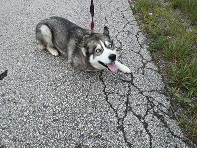 Ariel, a Adopted Husky in Owenton, KY image 1/2