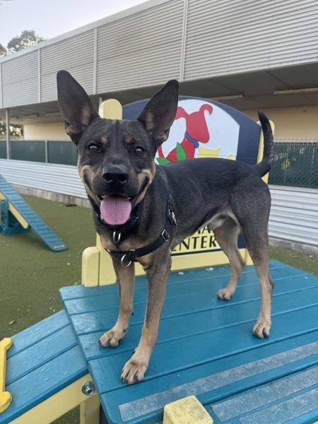 Enlarge Dom, a Adoptable mixed breed in Austin, TX image 1/1