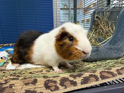Henry, Adoptable, Adult Male Guinea Pig & Guinea Pig.