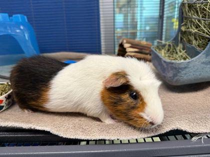 Enlarge Henry, a Adoptable Guinea Pig in Boulder, CO image 2/3