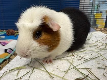 Enlarge Henry, a Adoptable Guinea Pig in Boulder, CO image 3/3