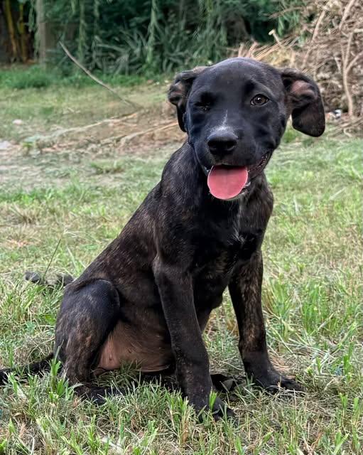 Eclair, ADOPTABLE, Puppy Female Pit Bull Terrier.