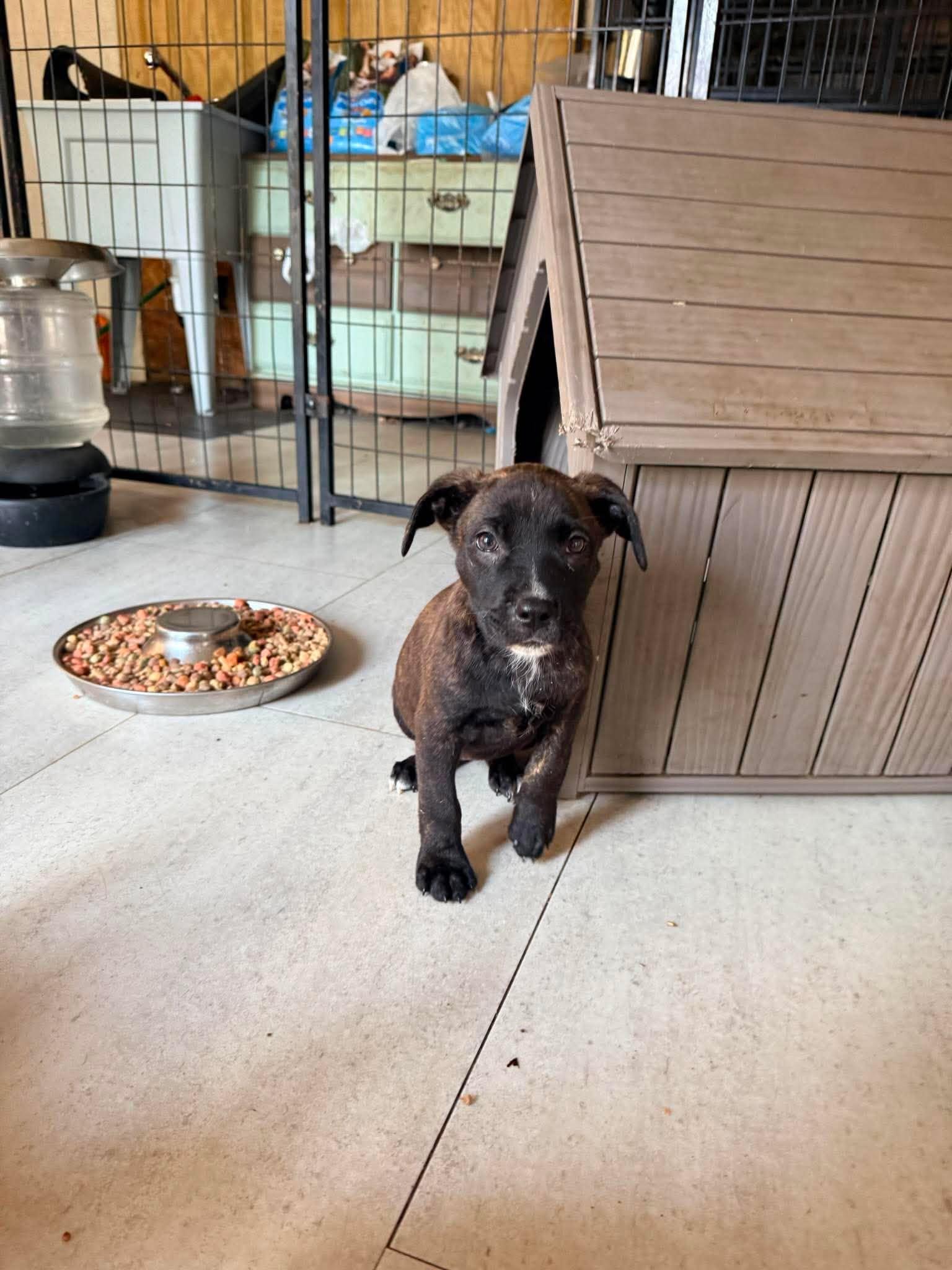 Eclair, a ADOPTABLE mixed breed in Ayden, NC image 2/3