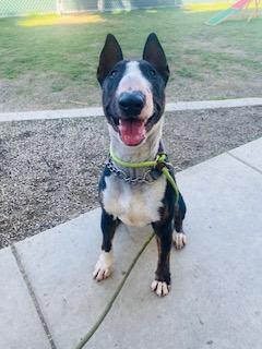 Enlarge Chester, a Adoptable Bull Terrier in Palm Desert, CA image 1/1