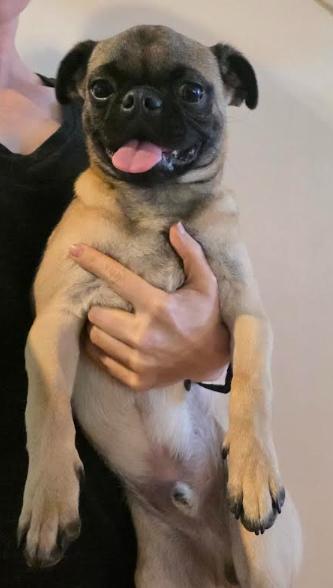 Enlarge Rocko, a Adoptable mixed breed in Phoenix, AZ image 2/6