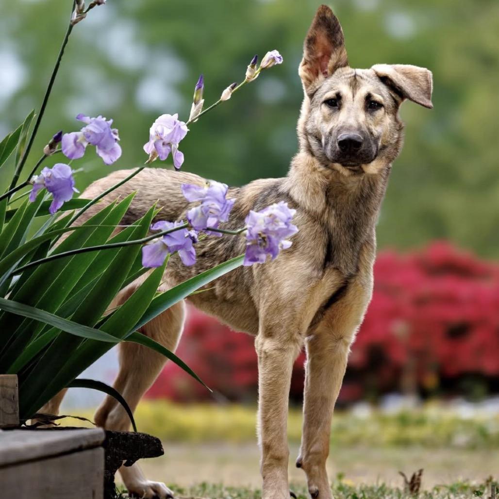 Charlie, Adoptable, Young Female German Shepherd Dog.