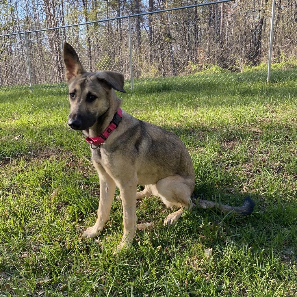 Charlie, Adoptable, Young Female German Shepherd Dog.