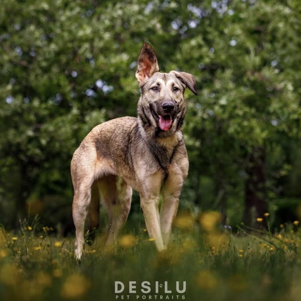 Enlarge Charlie, a Adoptable German Shepherd Dog in Mocksville, NC image 2/6
