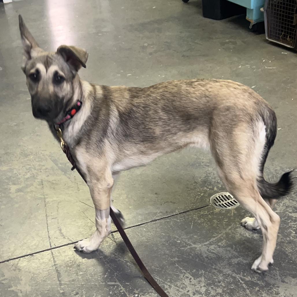 Enlarge Charlie, a Adoptable German Shepherd Dog in Mocksville, NC image 1/3