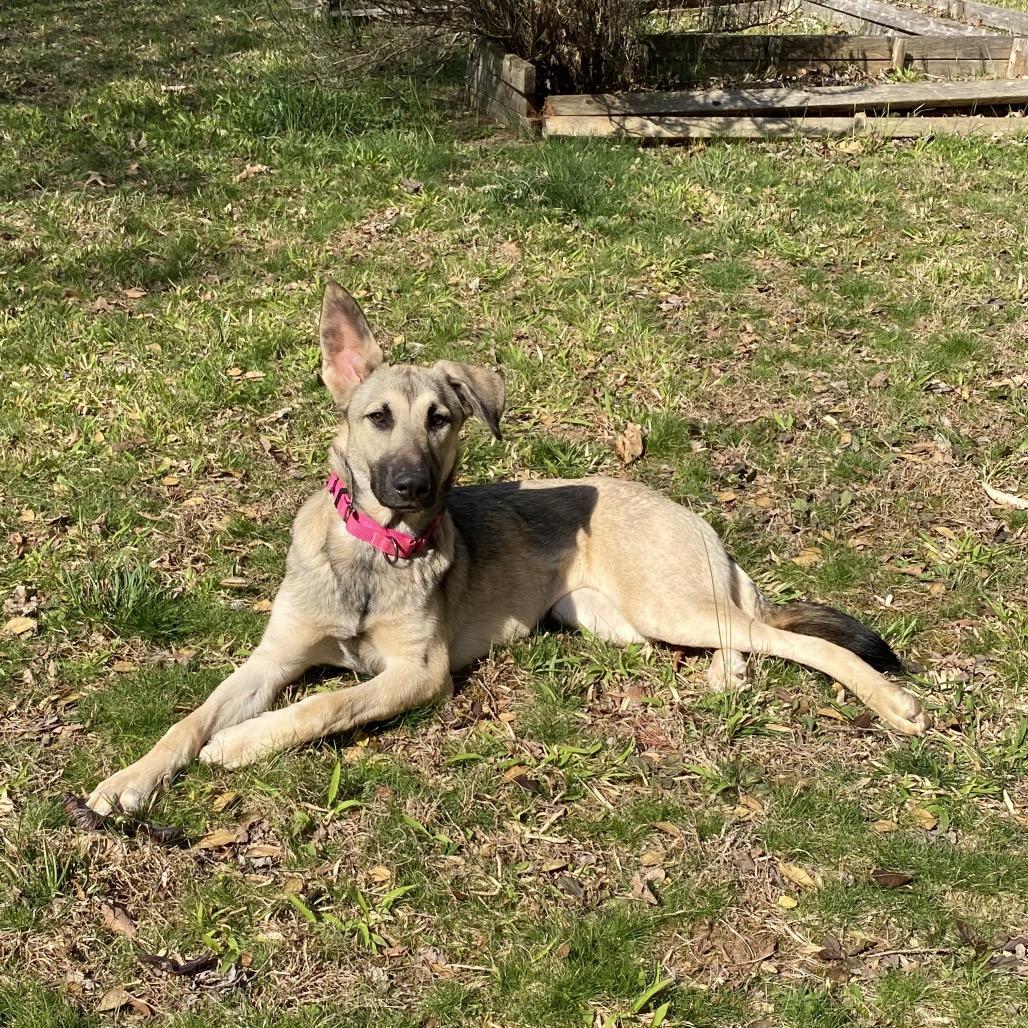 Enlarge Charlie, a Adoptable German Shepherd Dog in Mocksville, NC image 5/6