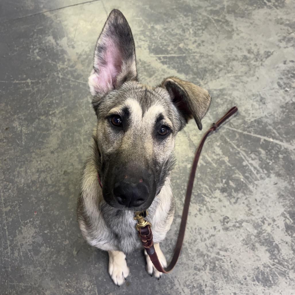 Enlarge Charlie, a Adoptable German Shepherd Dog in Mocksville, NC image 3/3