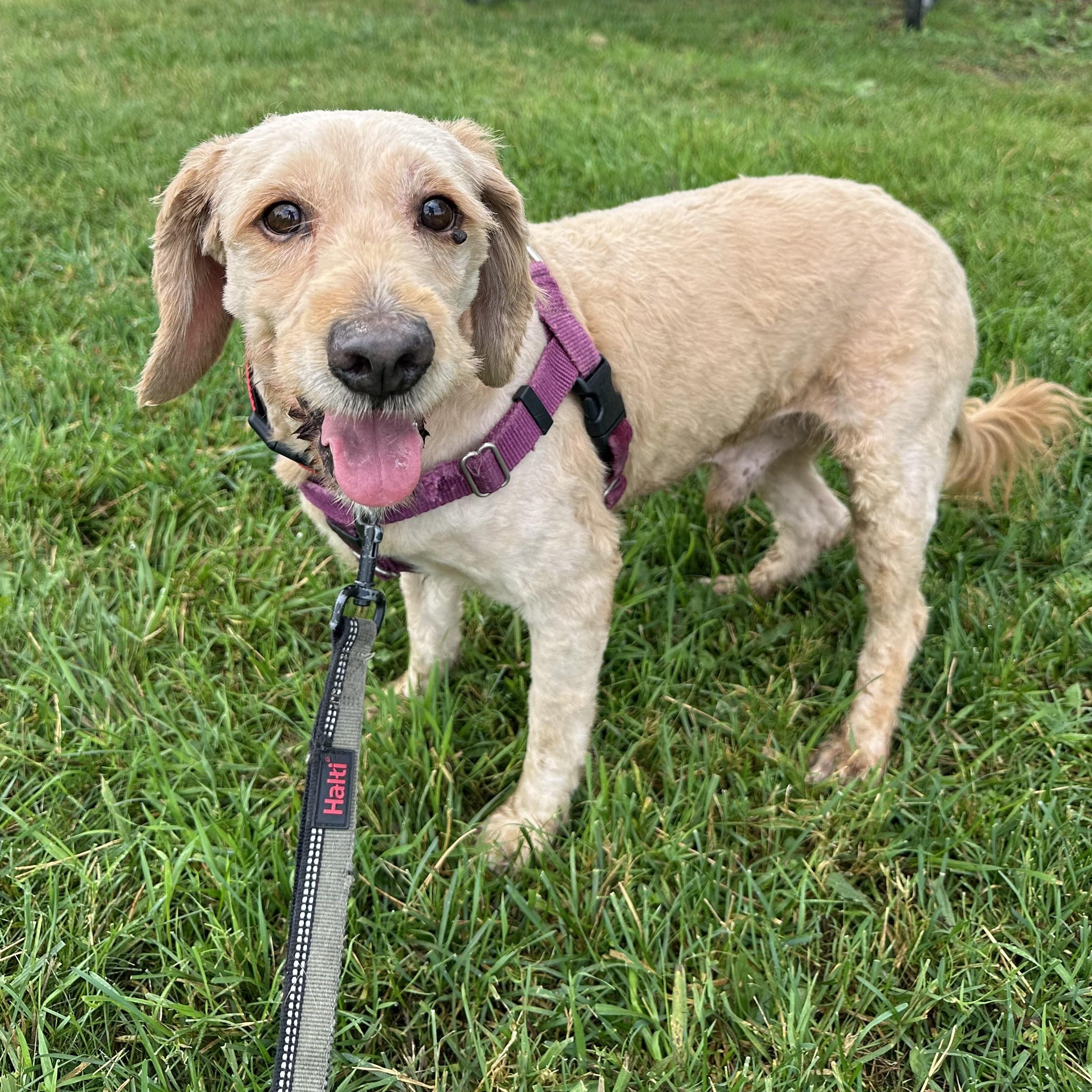 Big Mac, an adoptable Goldendoodle in Hartland, WI, 53029 | Photo Image 2