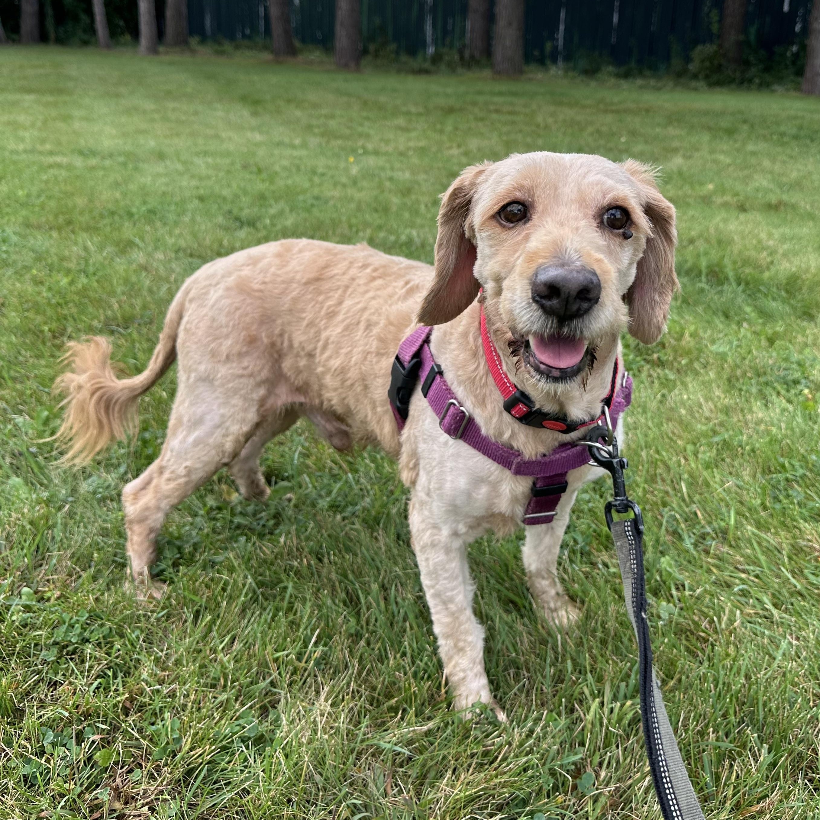 Big Mac, an adoptable Goldendoodle in Hartland, WI, 53029 | Photo Image 3