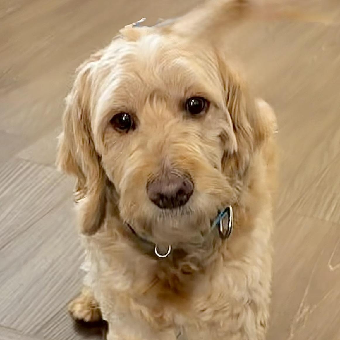 Big Mac, a Adoptable Goldendoodle in Hartland, WI image 1/5