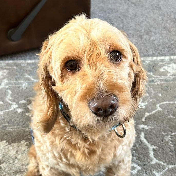 Big Mac, a Adoptable Goldendoodle in Hartland, WI image 2/5