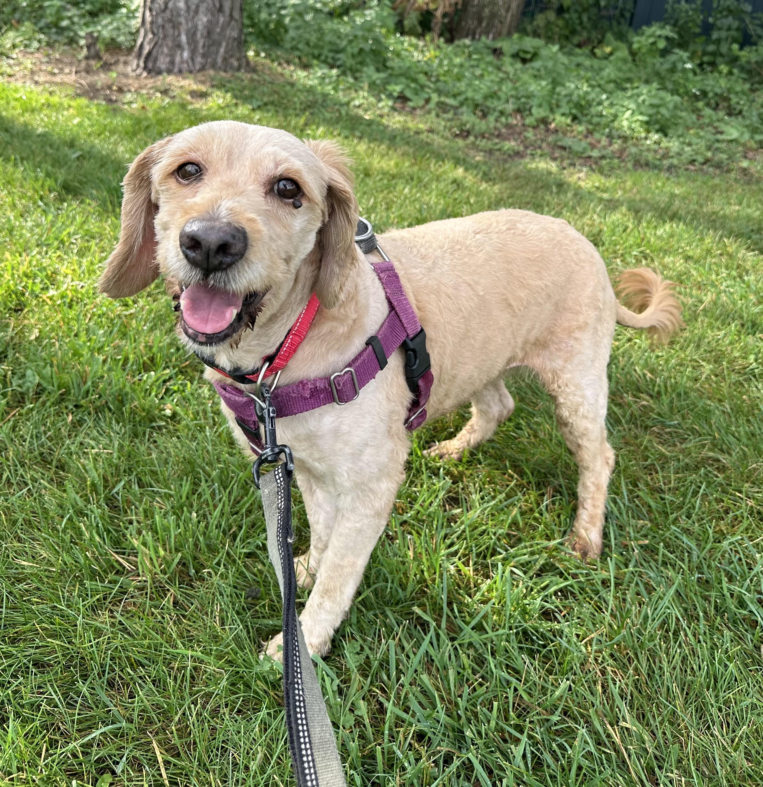 Big Mac, an adoptable Goldendoodle in Hartland, WI, 53029 | Photo Image 1