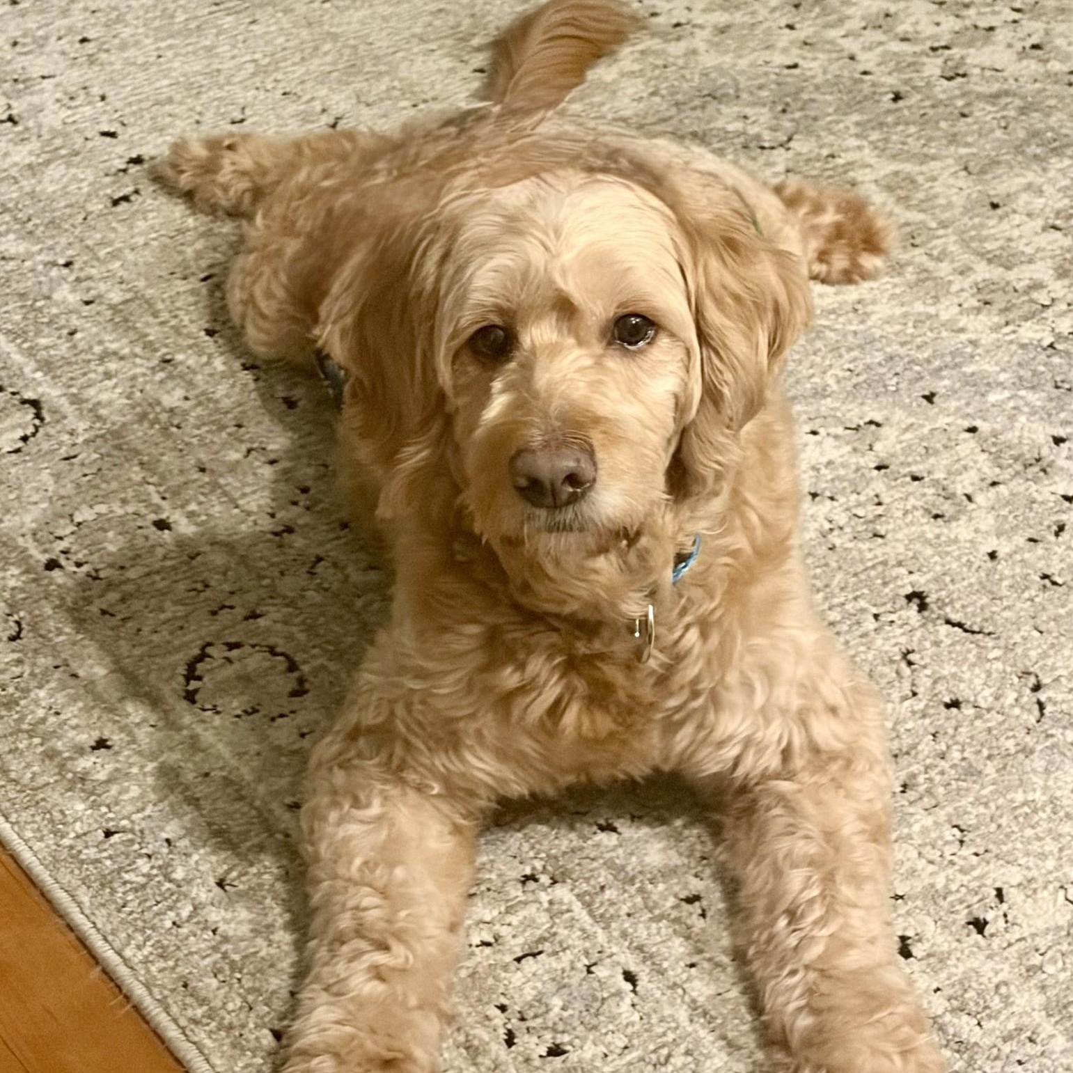 Big Mac, a Adoptable Goldendoodle in Hartland, WI image 3/5