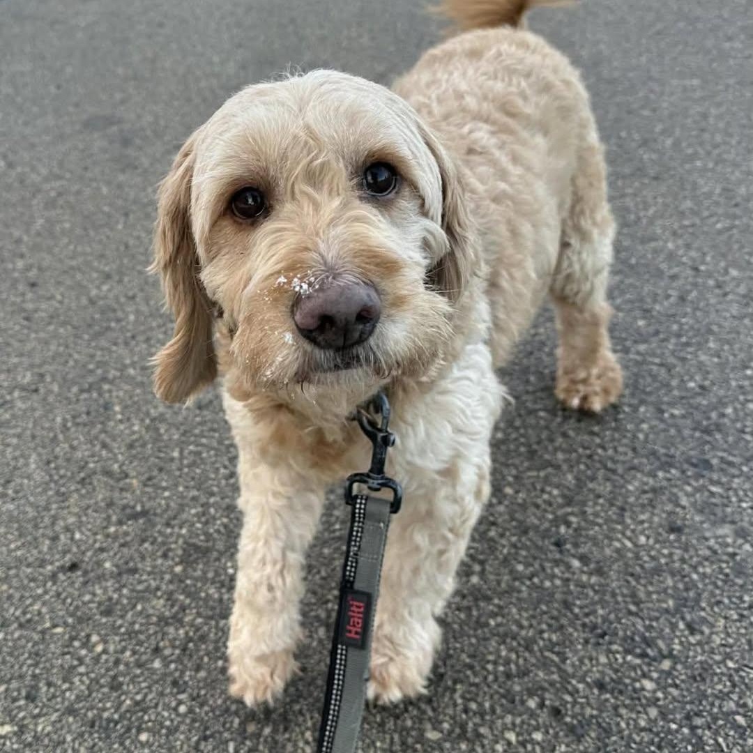 Big Mac, a Adoptable Goldendoodle in Hartland, WI image 4/5