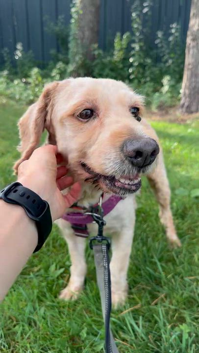 Enlarge Big Mac, a Adoptable Goldendoodle in Hartland, WI video 5/5