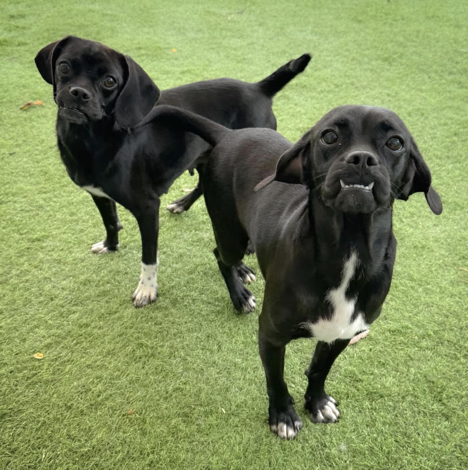 Patty & Selma (bonded pair), a ADOPTABLE mixed breed in Boston, MA image 1/5