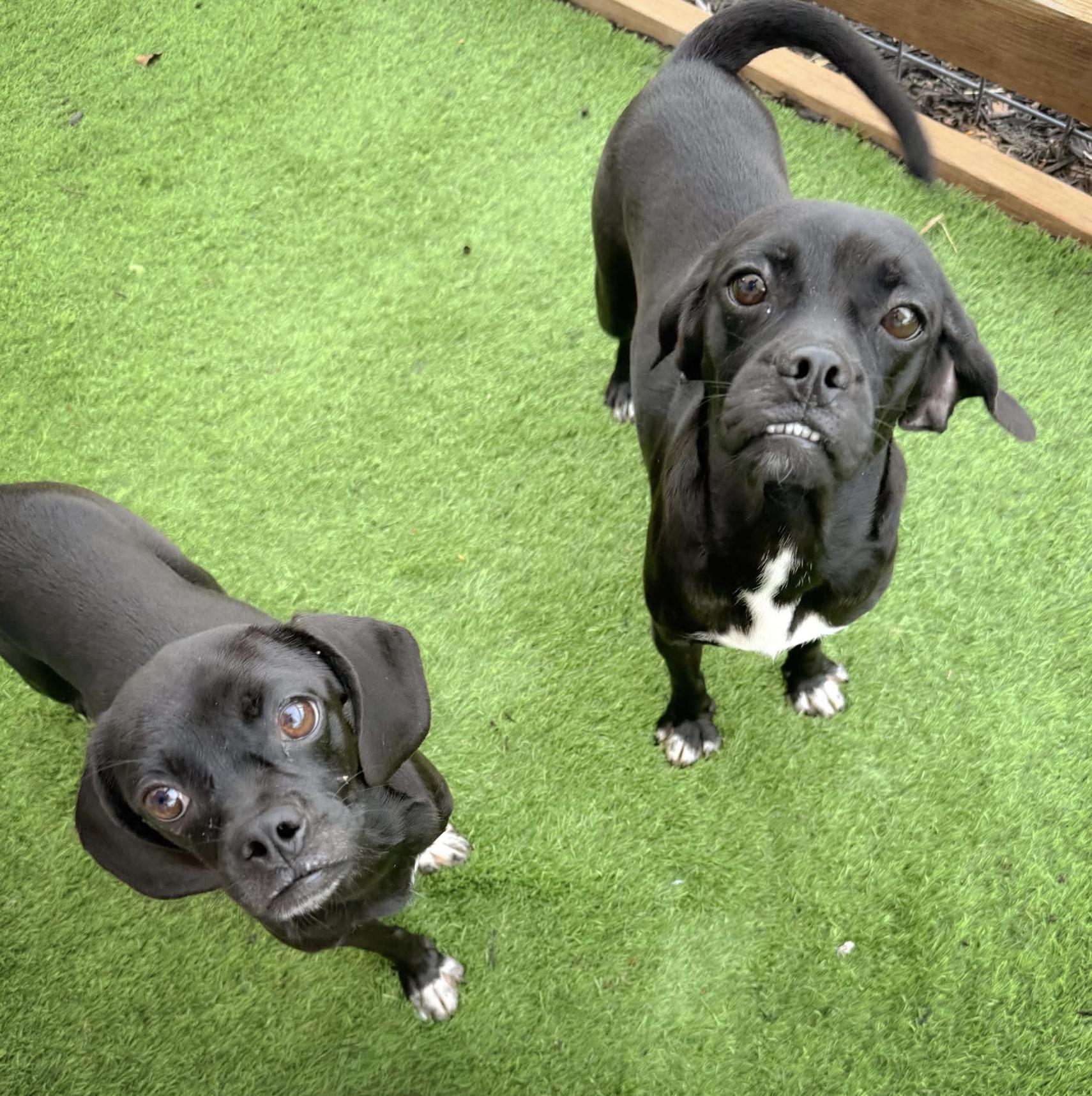 Patty & Selma (bonded pair), a ADOPTABLE mixed breed in Boston, MA image 5/5