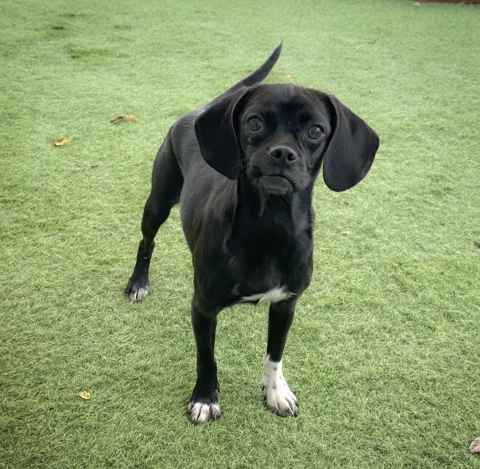 Patty & Selma (bonded pair), a ADOPTABLE mixed breed in Boston, MA image 4/5