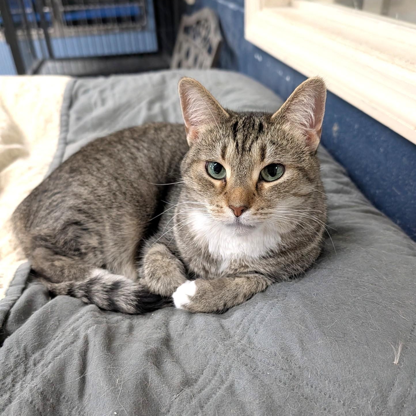 Ellie, Adoptable, Adult Female Domestic Short Hair.