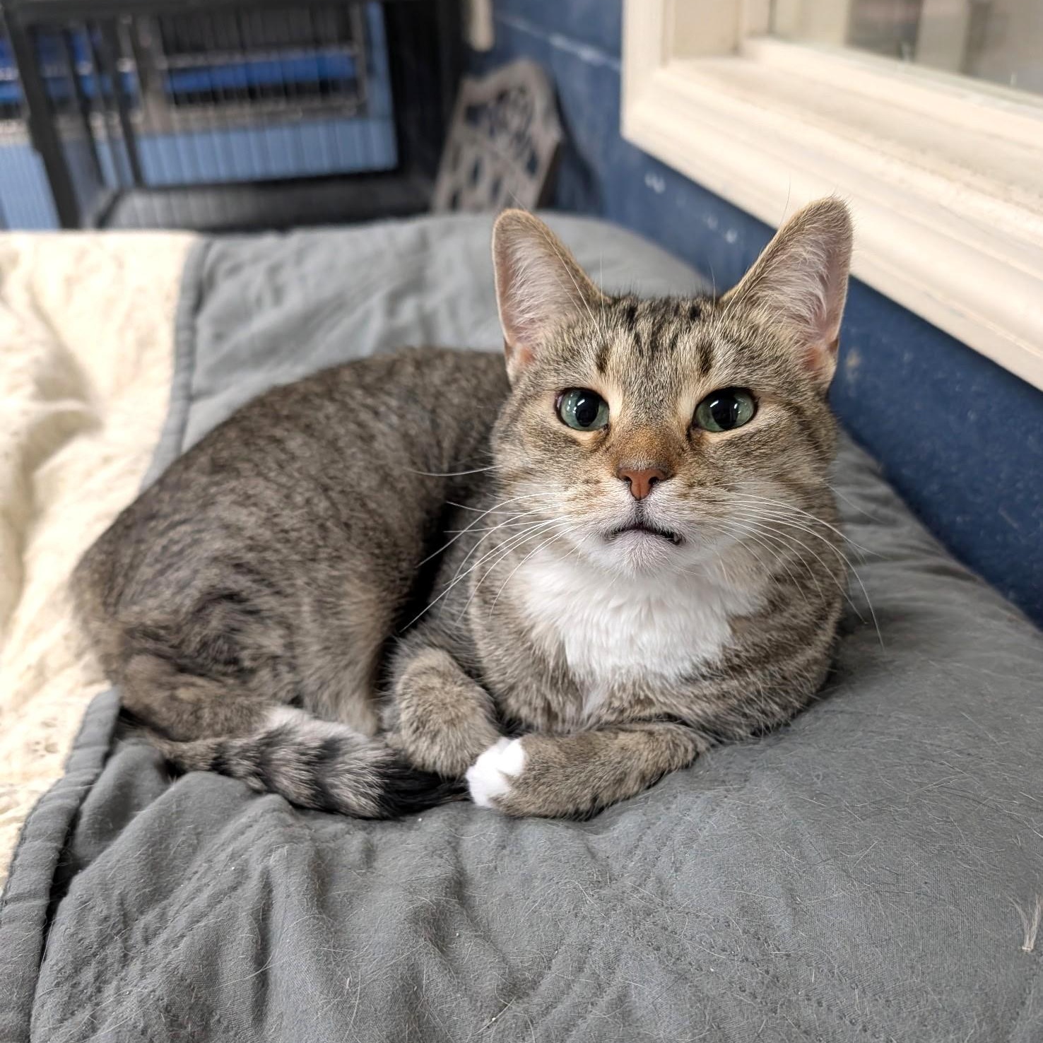 Enlarge Ellie, a Adoptable Domestic Short Hair in Wilmington, OH image 2/3