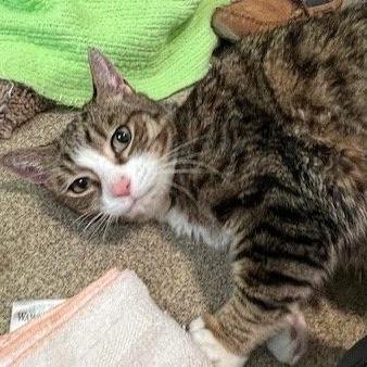 Enlarge Squeak, a Adoptable Domestic Short Hair in Manchester, CT image 1/6